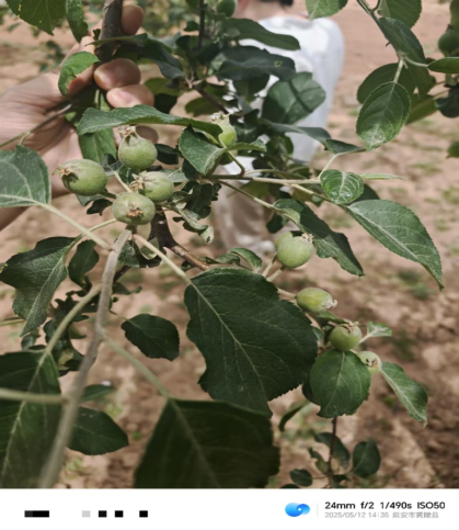 【调研】守得云开见月明：陕甘产区苹果坐果调研