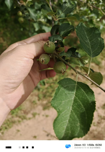 【调研】守得云开见月明：陕甘产区苹果坐果调研