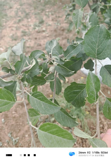 【调研】守得云开见月明：陕甘产区苹果坐果调研