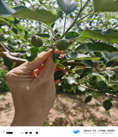 【调研】守得云开见月明：陕甘产区苹果坐果调研