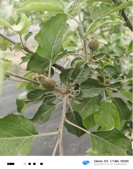 【调研】守得云开见月明：陕甘产区苹果坐果调研