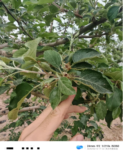 【调研】守得云开见月明：陕甘产区苹果坐果调研